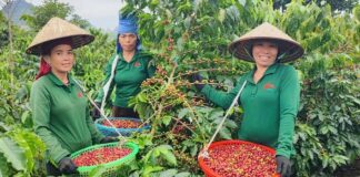 Việt Nam hoàn toàn có thể xây dựng những chuỗi giá trị nông nghiệp có quy mô lớn, có dữ liệu truy xuất rõ ràng và đáp ứng đầy đủ các yêu cầu về phát triển bền vững - Ảnh: VGP/LT